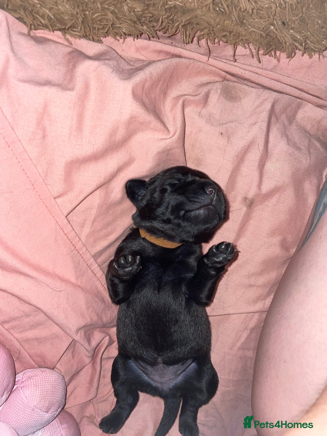 Mixed Breed dogs for sale: YOUR NEW BEST FRIEND IS WAITING!  - Image 34