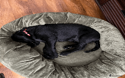 Labrador Retriever dogs for sale: Adorable Labrador Puppy-Healthy & Well-Cared-For - Image 4
