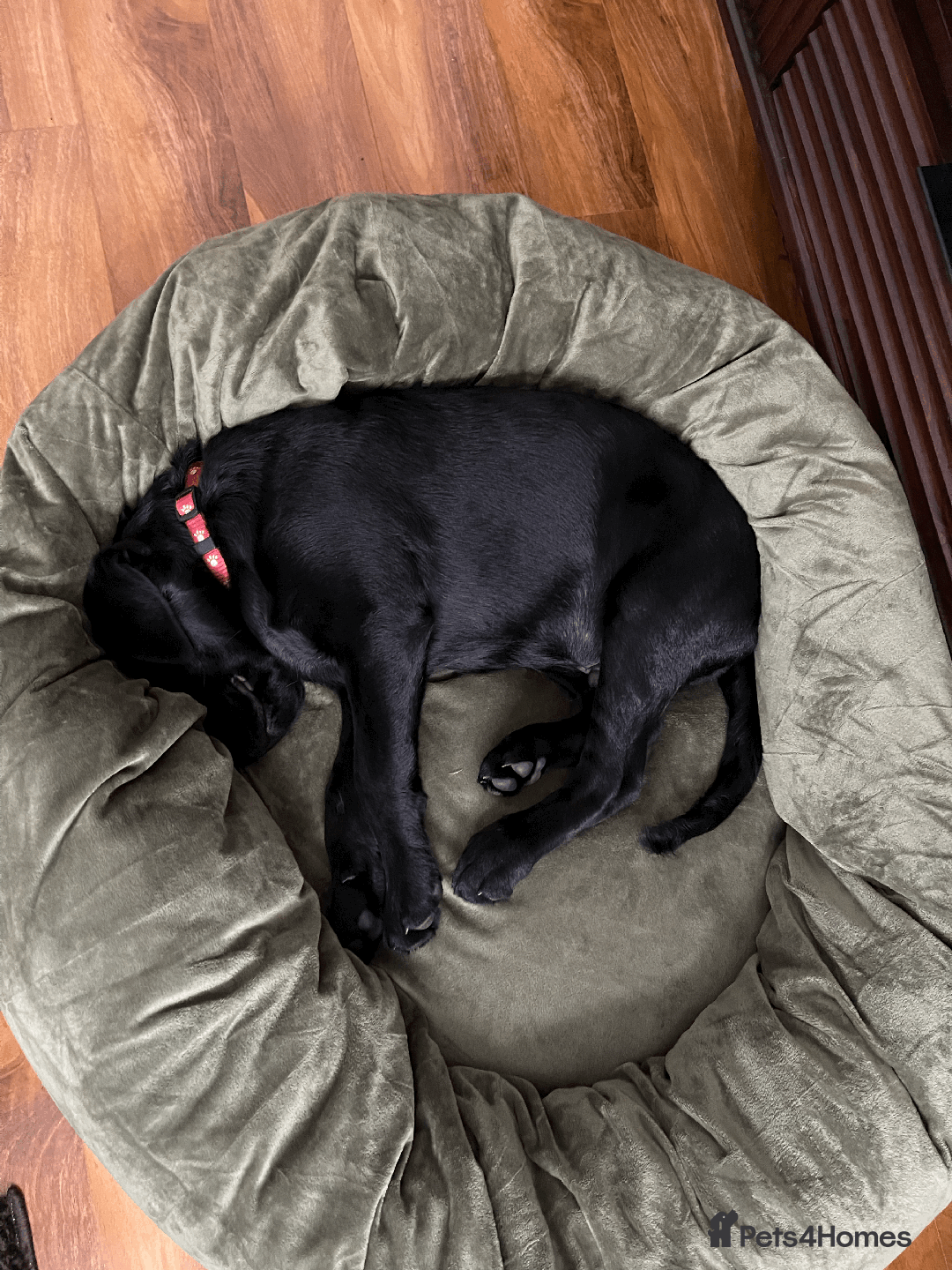 Labrador Retriever dogs for sale: Adorable Labrador Puppy-Healthy & Well-Cared-For - Image 4