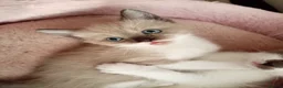 Mixed Breed cats for sale: Half sphynx half British shorthair kittens  - Advert 15