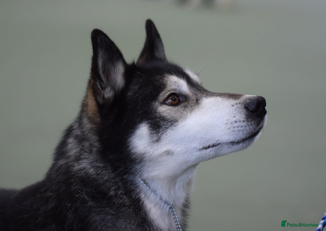 Siberian Husky dogs for stud: 3 Health tested KC Reg Polish Imports At Stud in Scunthorpe - Image 10