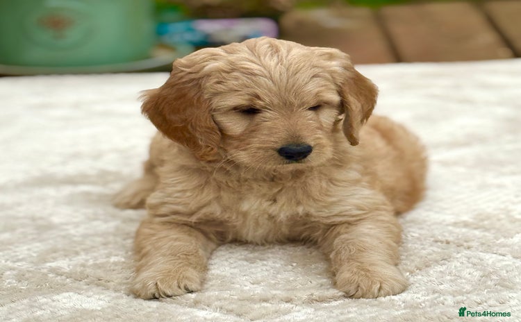Goldendoodle dogs - Advert 2