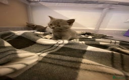British Shorthair cats for sale: READY NOW!!Pedigree British Short Hair Kittens - Image 19