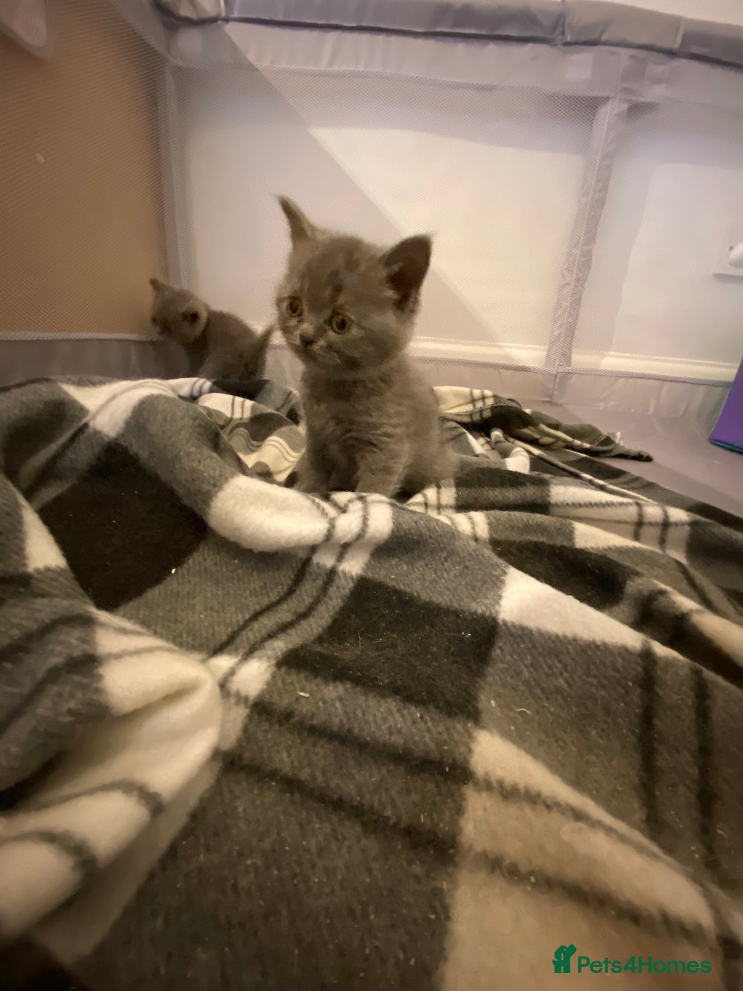 British Shorthair cats for sale: READY NOW!!Pedigree British Short Hair Kittens - Image 19