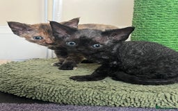 Devon Rex cats for sale: Affectionate Devon Rex Boy available  in Ramsgate - Image 10