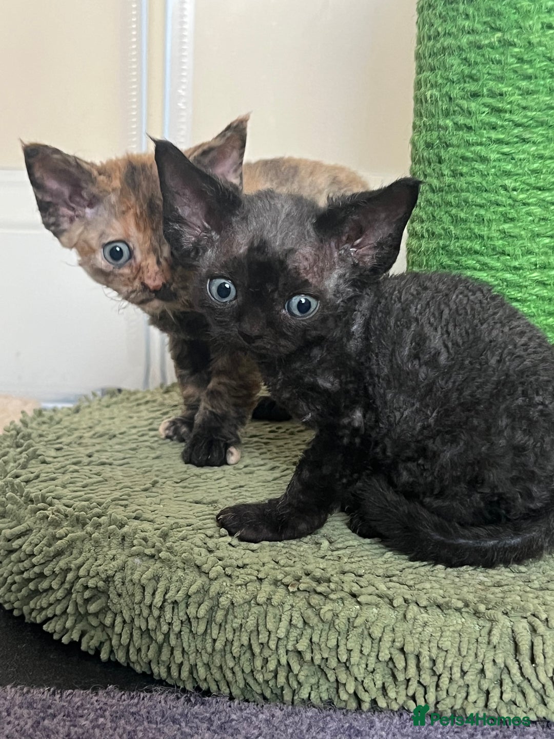 Devon Rex cats for sale: Affectionate Devon Rex Boy available  in Ramsgate - Image 10