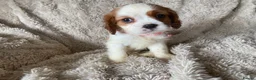 Cavalier King Charles Spaniel dogs for sale: Cavalier King Charles puppies - Advert 6