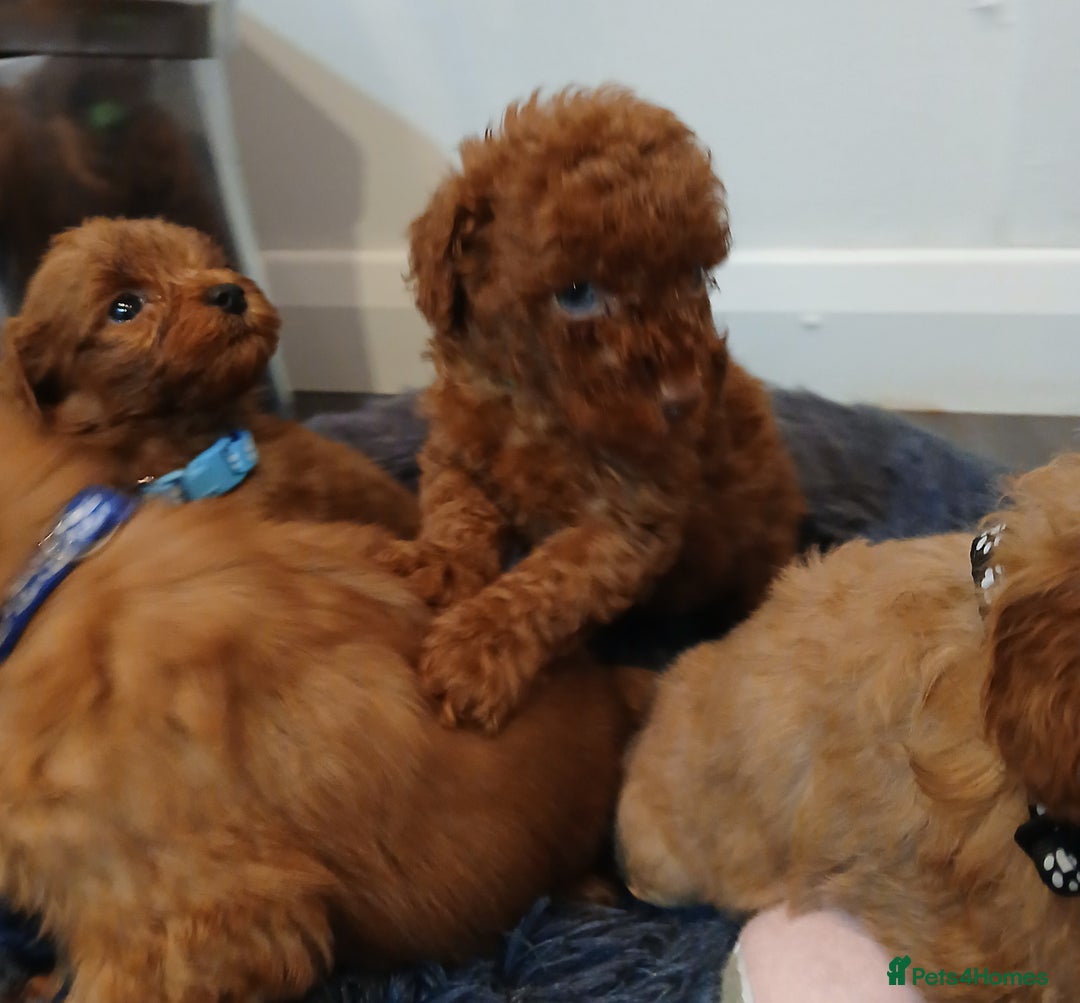 Cockapoo dogs for sale: Stunning red F1B cockapoo puppies  - Advert 12