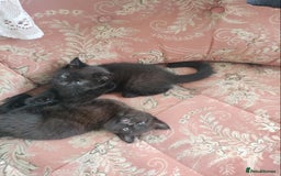British Shorthair cats for sale: Beautiful fluffy black kitties with stripes - Image 2