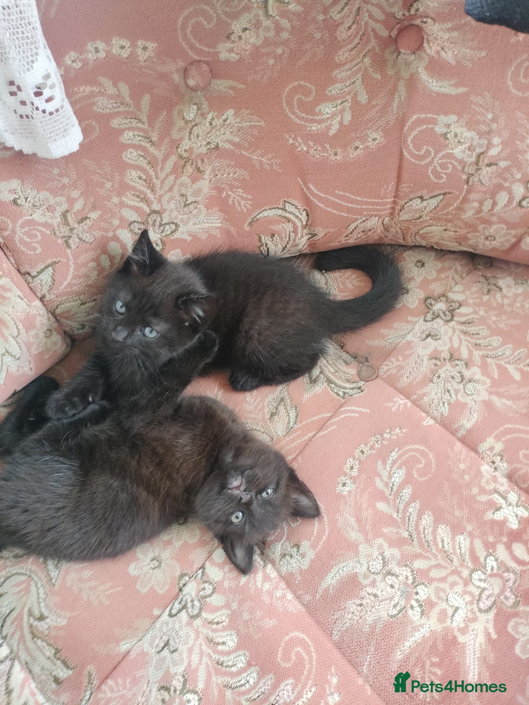 British Shorthair cats for sale: Beautiful fluffy black kitties with stripes - Image 2