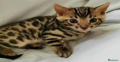 Bengal cats - Advert 3