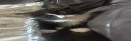 Ragdoll cats for sale: 8 week old male half ragdoll kitten - Advert 3