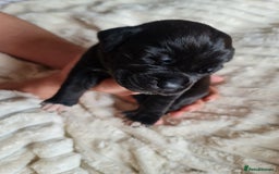 Cane Corso dogs for sale: Cane corso puppies  - Image 5