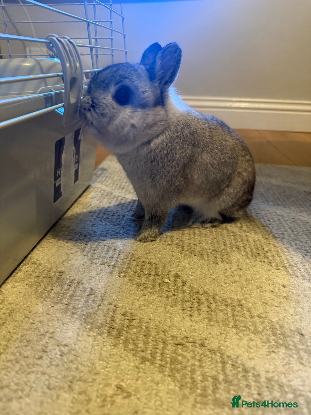 Netherland Dwarf rabbits for sale: Netherland dwarf male rabbit  - Advert 7