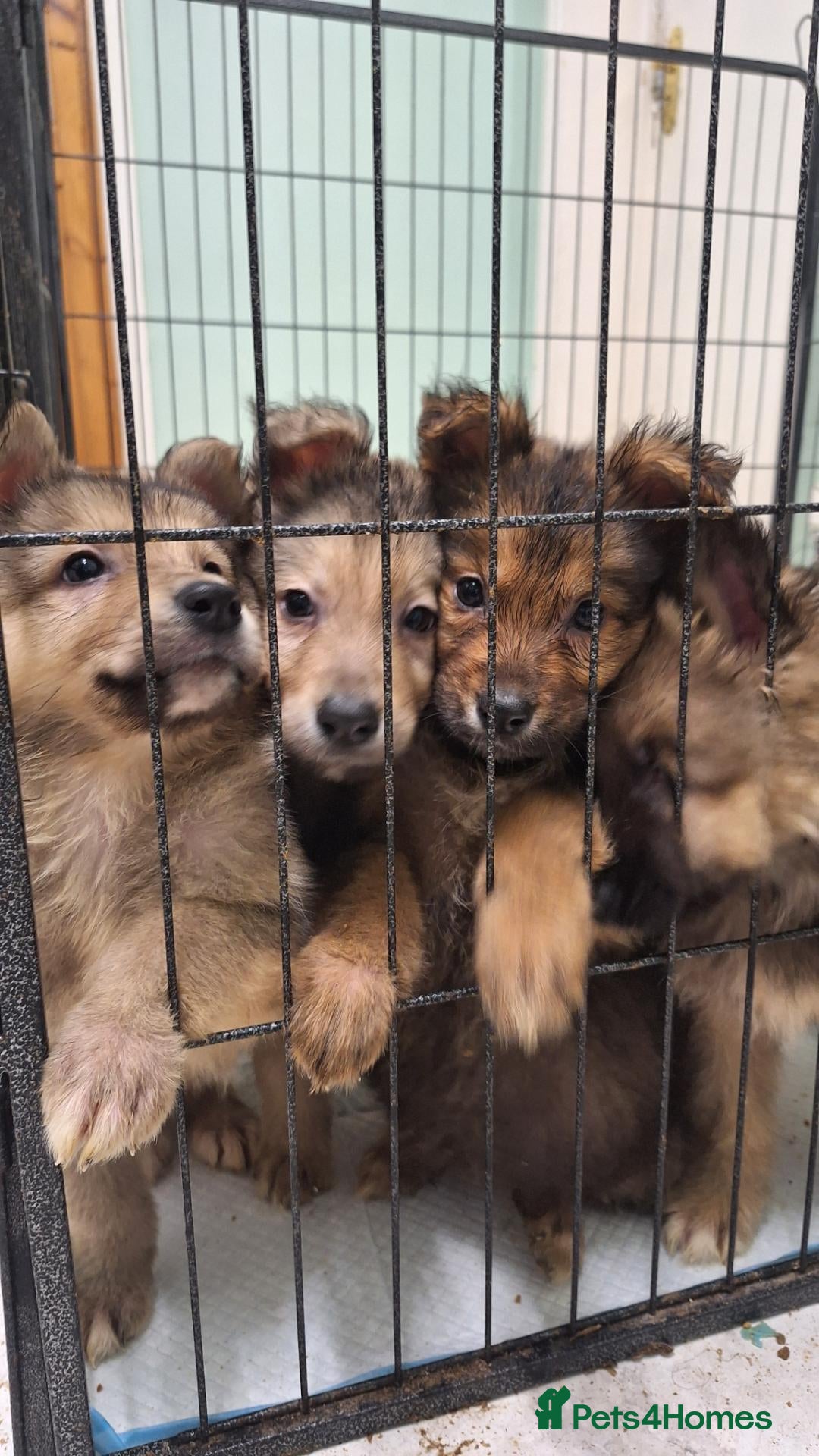 Mixed Breed dogs Shollie Pups - Advert 1