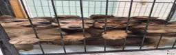 Mixed Breed dogs for sale: Shollie Pups - Advert 1