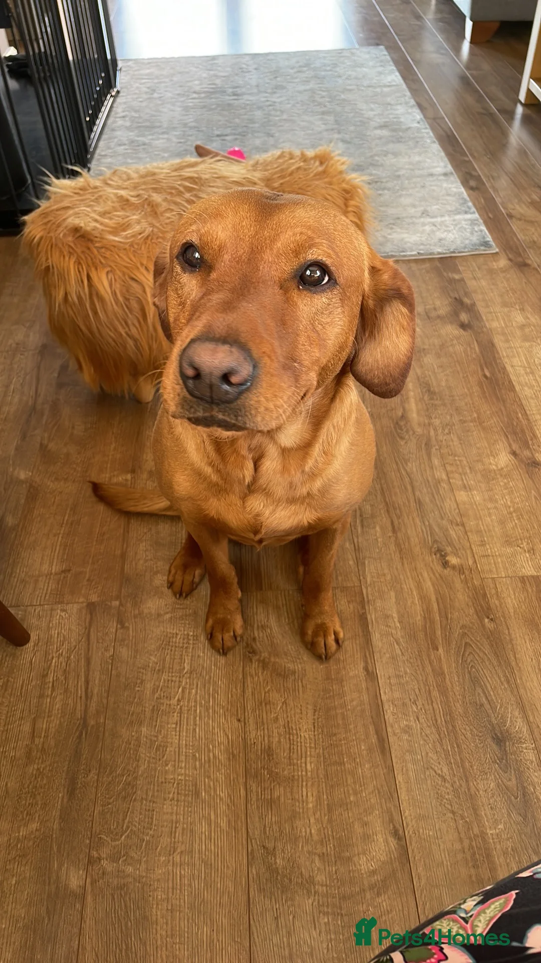 Labrador Retriever dogs for stud: Stunning Proven Fox Red Labrador For Stud in Stoke-on-Trent - Advert 4