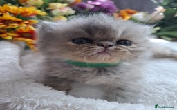 Persian cats for sale: Persian Kittens looking for their forever homes - Image 7