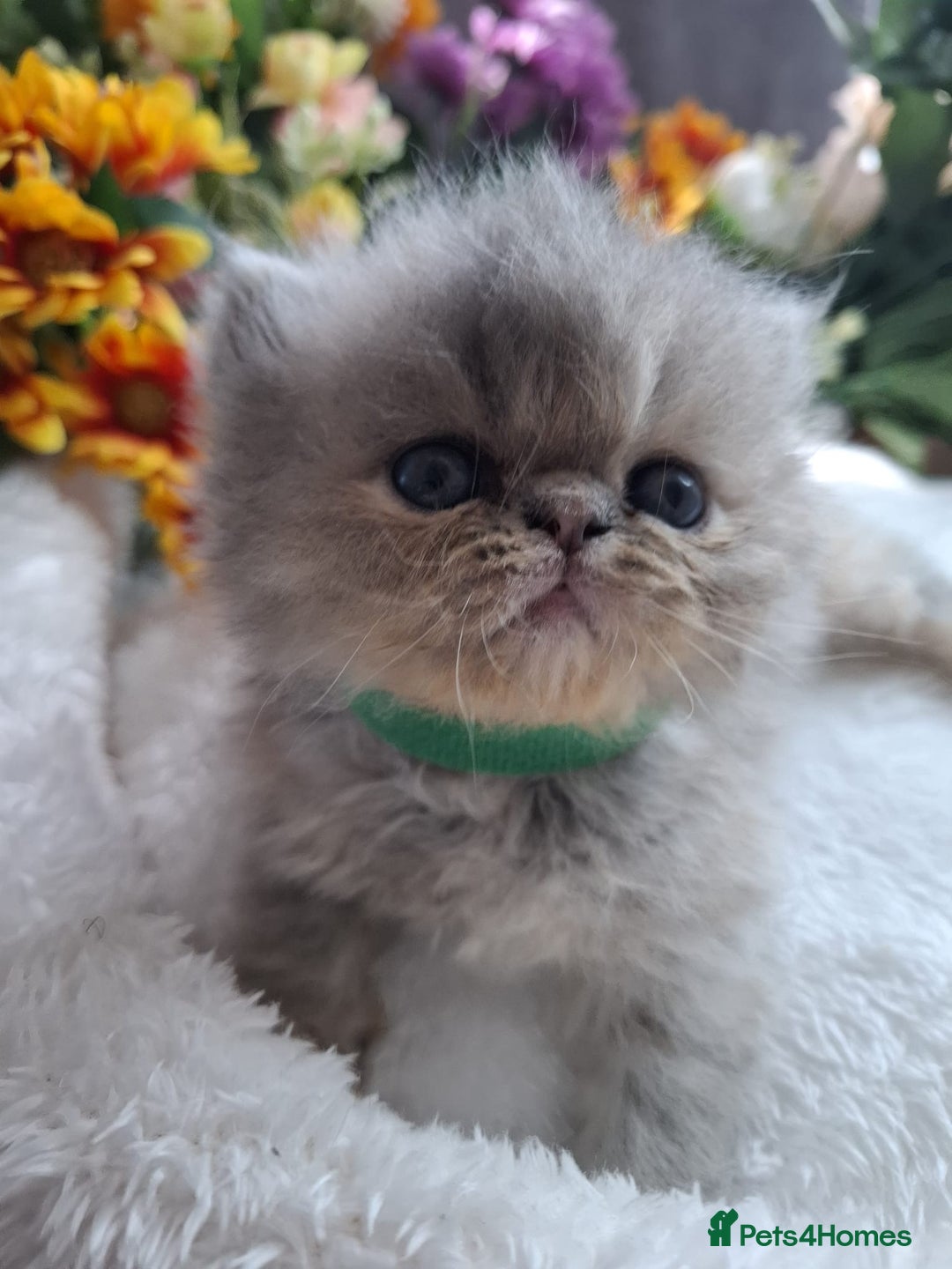 Persian cats for sale: Persian Kittens looking for their forever homes - Image 7
