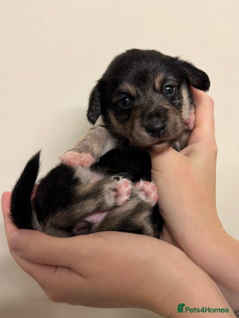 Mixed Breed dogs - Advert 3
