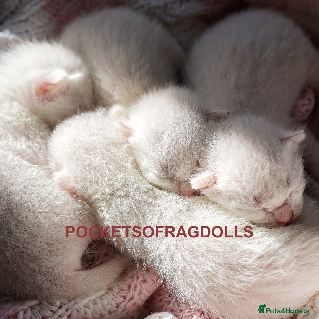 Ragdoll cats for sale: 🌸 Ragdoll Kittens | Home-Bred with Love 🌸 - Image 4