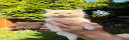 Mixed Breed cats for sale: 2 Gorgeous Ragdoll X Kittens, READY NOW! - Advert 7