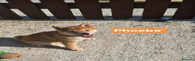 Phoebe