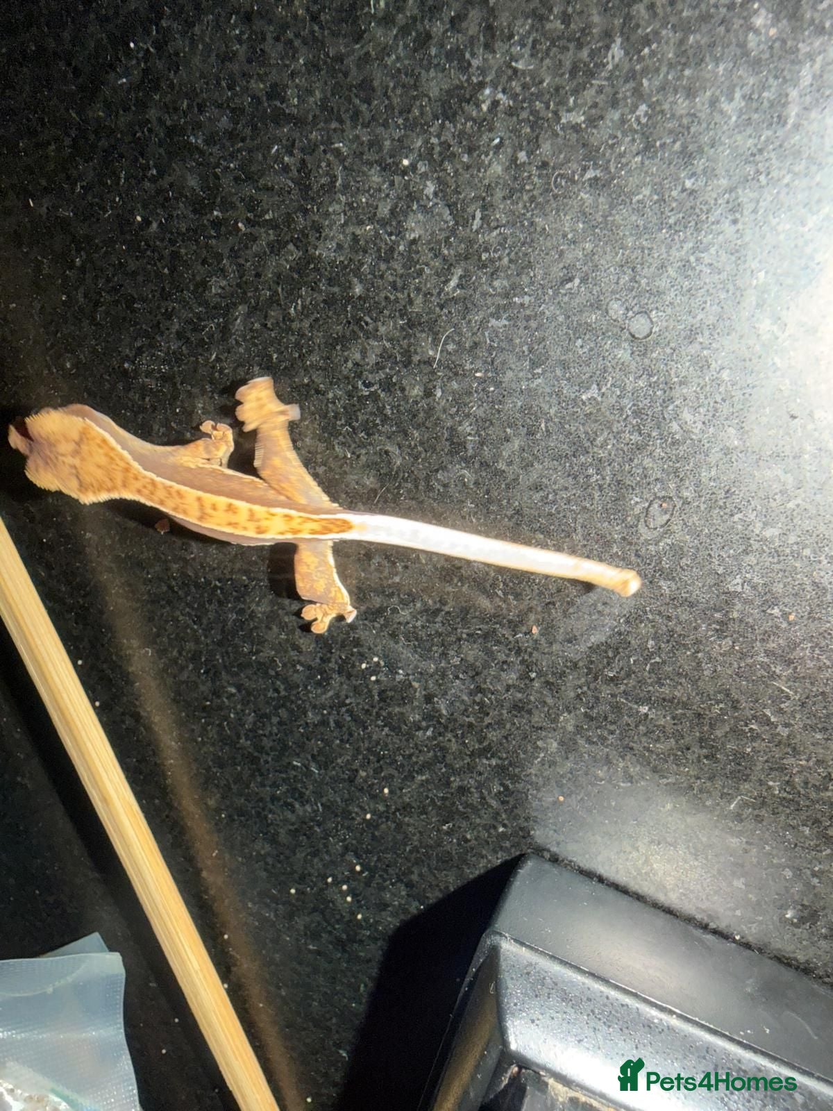Gecko reptiles Baby crested gecko  - Advert 8