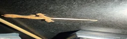 Gecko reptiles for sale: Baby crested gecko  - Advert 1