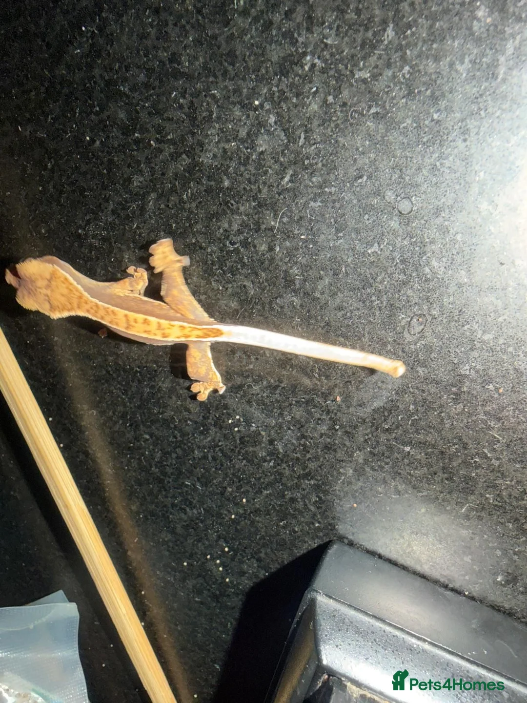 Gecko reptiles for sale: Baby crested gecko  - Advert 1