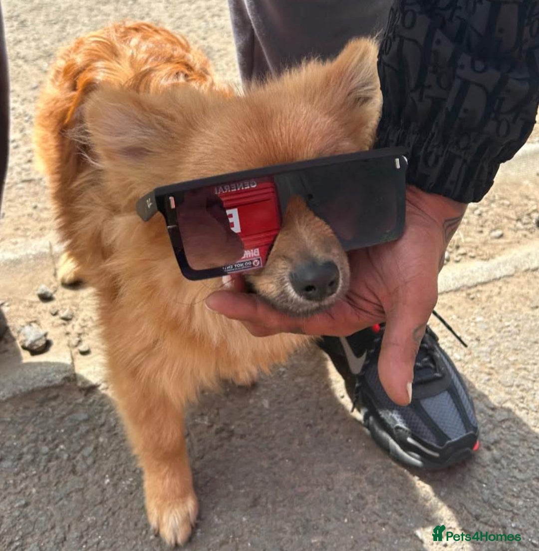 Pomeranian dogs for sale: Tanned Male Pomeranian puppy - Advert 1