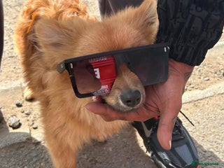 Pomeranian dogs Tanned Male Pomeranian puppy - Advert 15