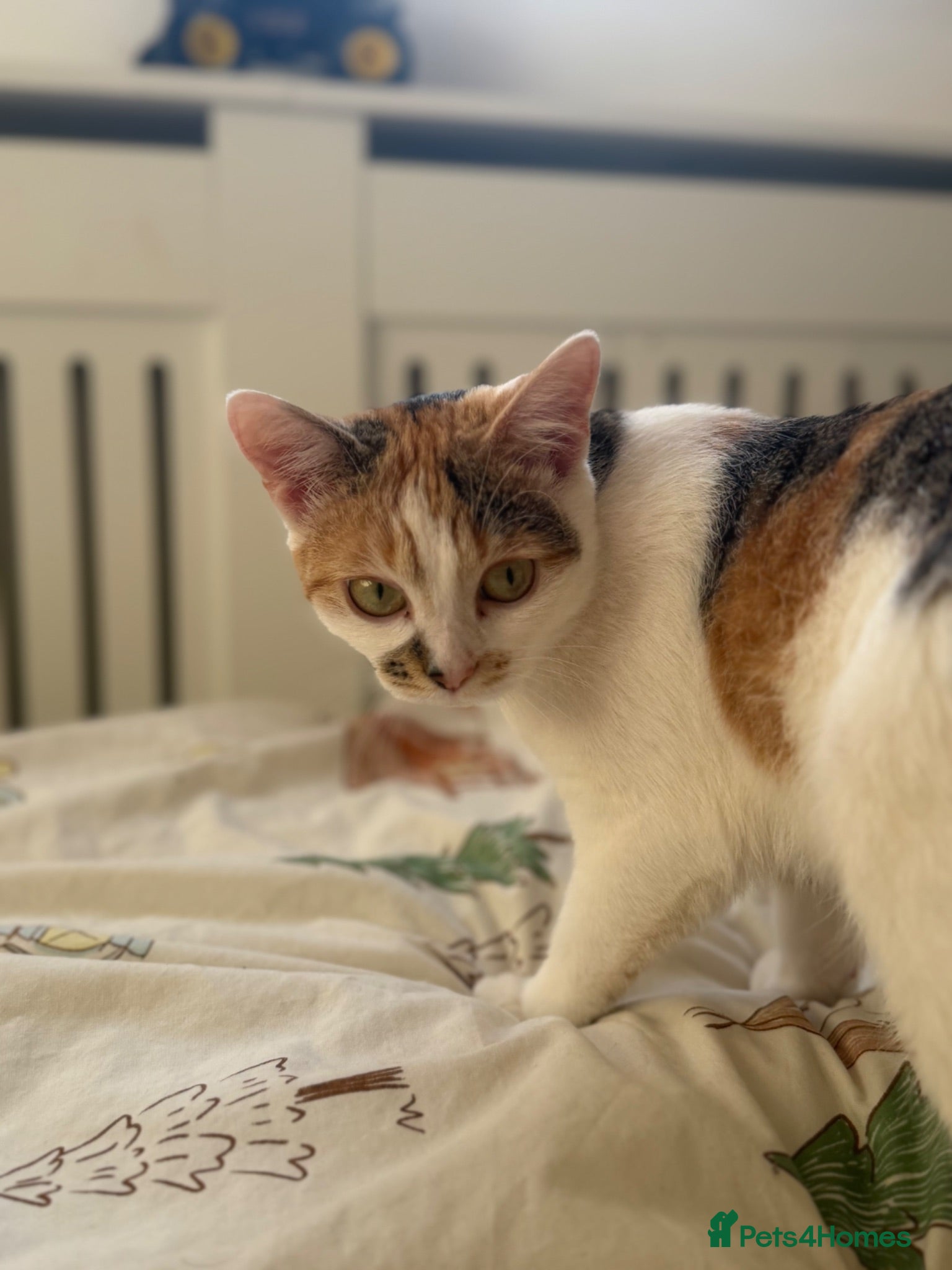 Mixed Breed cats Cute kitten needs new home - Advert 1