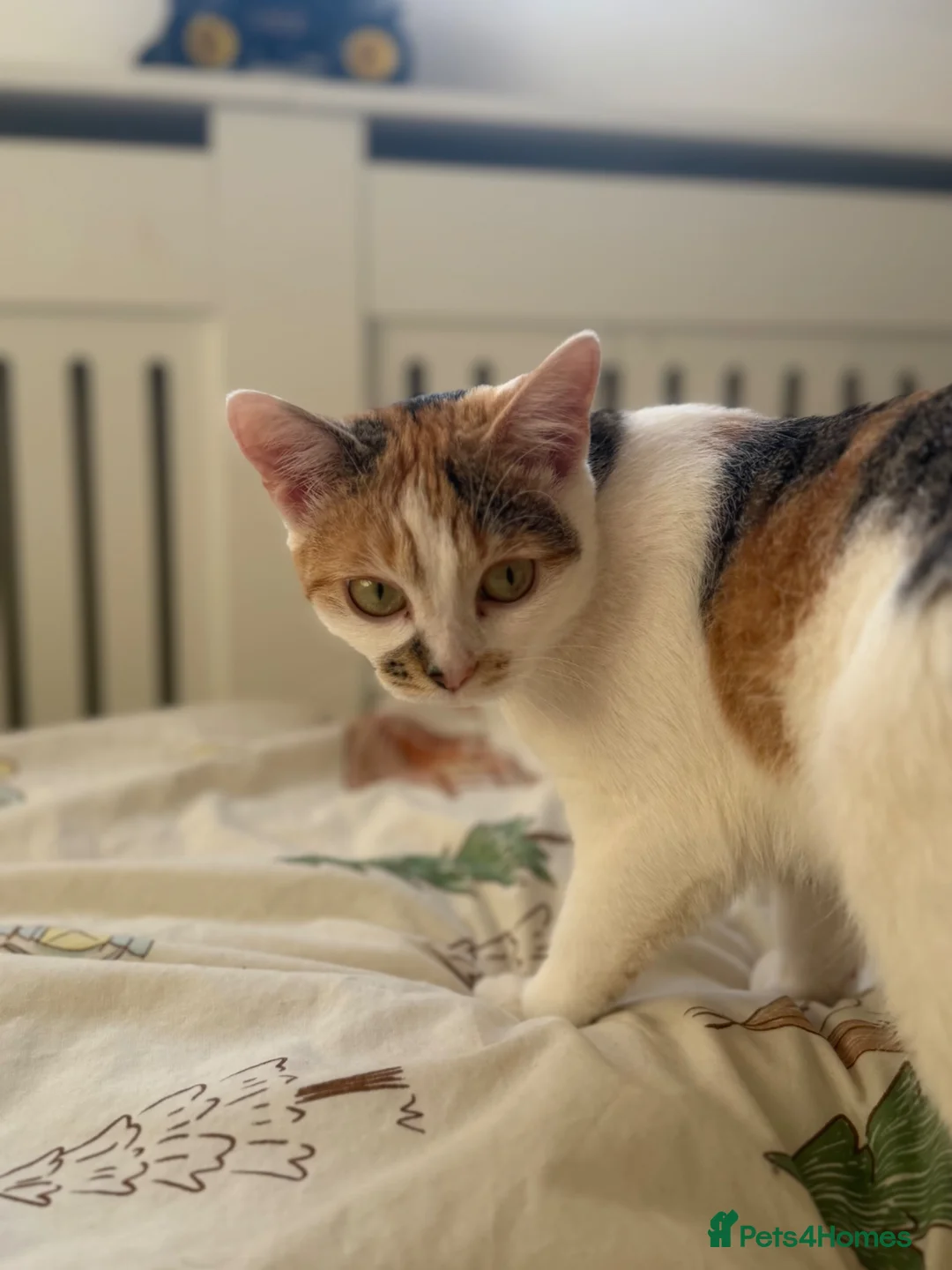 Mixed Breed cats for sale: Cute kitten needs new home in Uxbridge - Advert 1