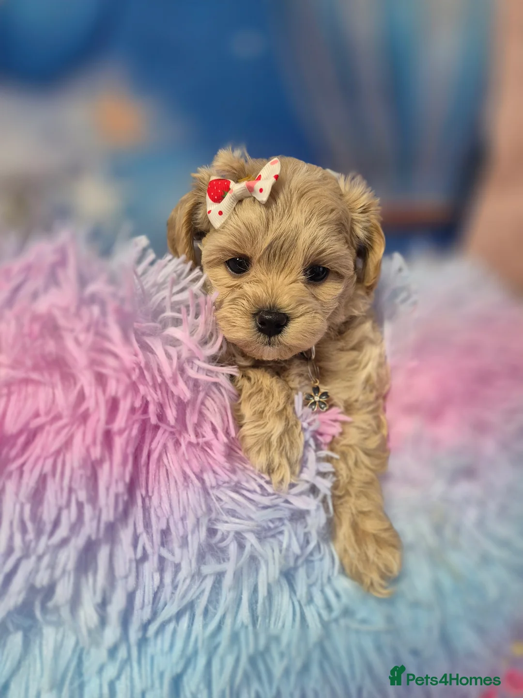 Maltipoo dogs for sale: Stunning Toy F1 Apricot & Cream maltipoo's - Advert 14