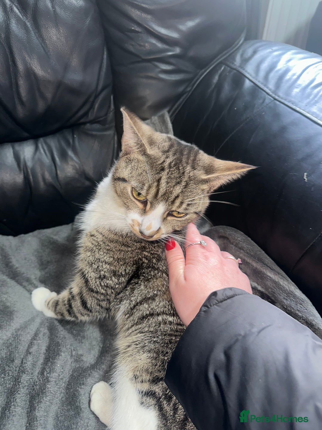 Mixed Breed cats for sale: Tabby male cat (Desmond)  - Advert 6