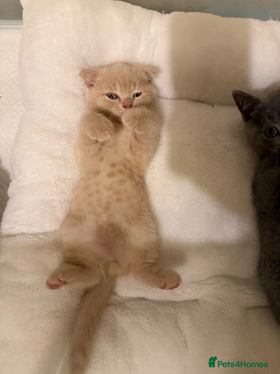 British Shorthair cats for sale: Beautiful British Shorthair & Scottish Fold Kitten in Ripon - Advert 1
