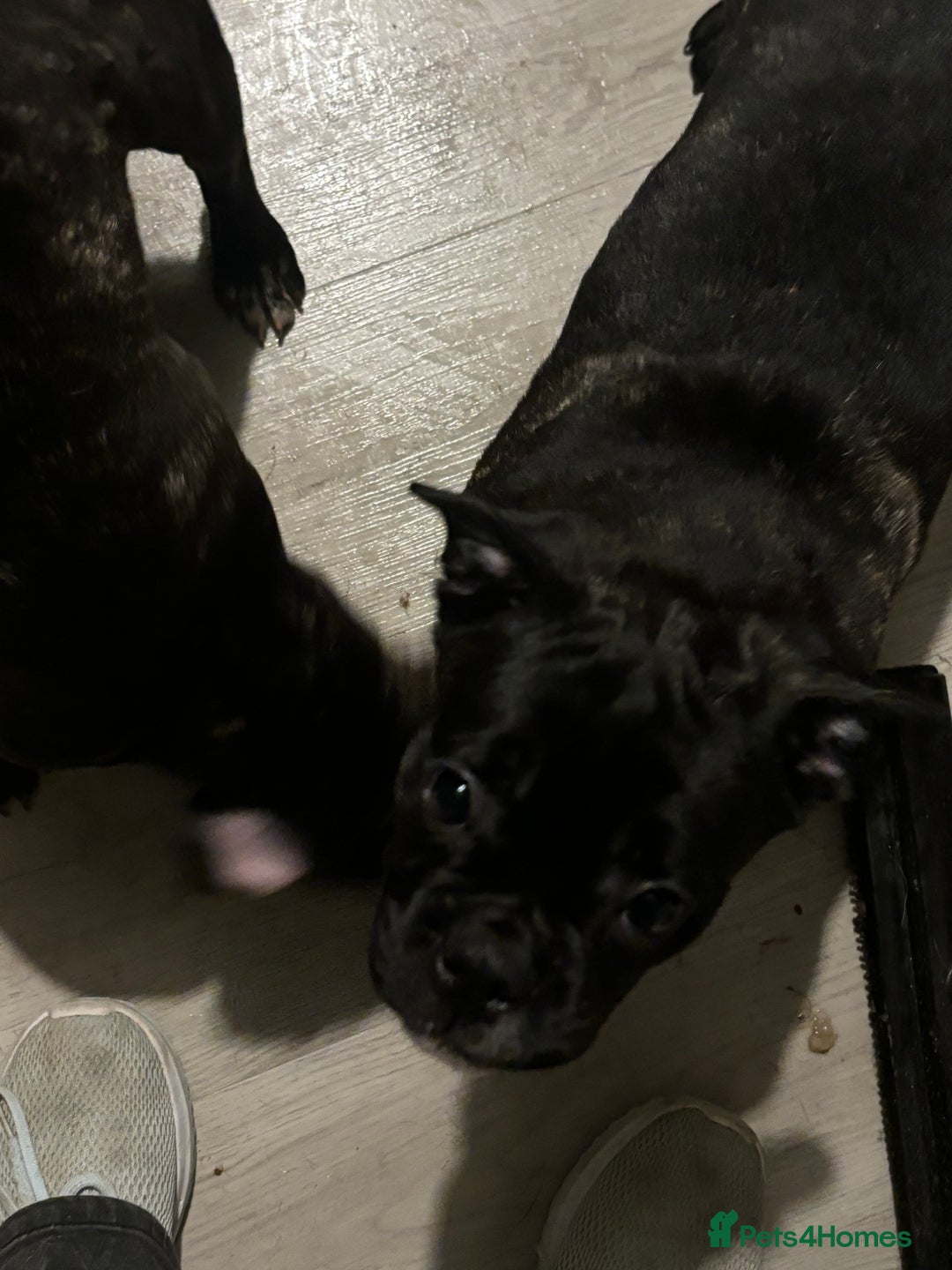 Frug dogs for sale: 2 Male Frugs left. Available now! - Advert 27