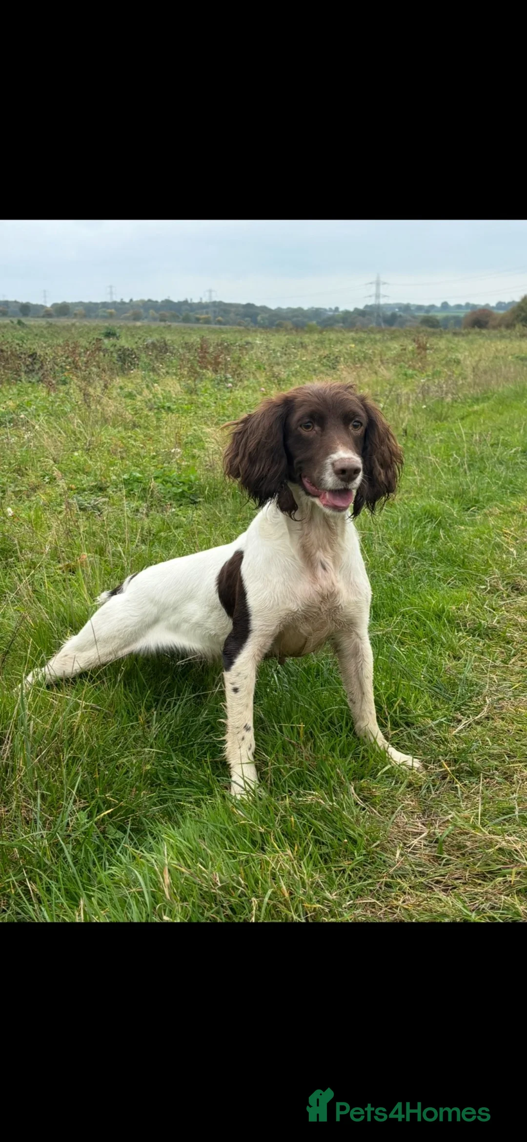 English Springer Spaniel dogs for sale: 15 month old springer bitch - Advert 5
