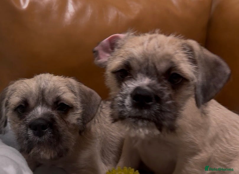 Mixed Breed dogs Pug Chinese crested x French bulldog x - Advert 4