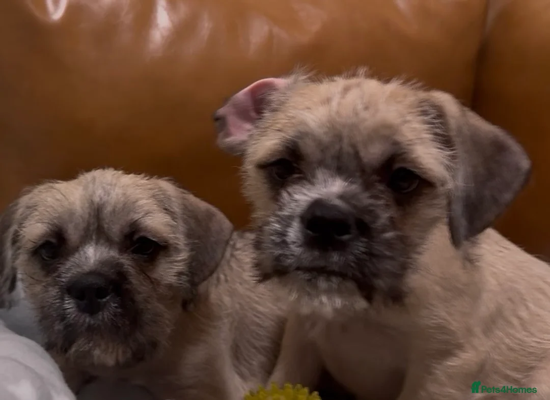 Mixed Breed dogs for sale: Pug Chinese crested x French bulldog x - Advert 2