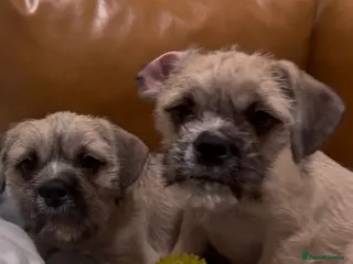 Mixed Breed dogs Pug Chinese crested x French bulldog x - Advert 4