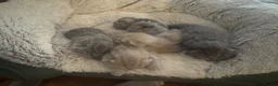British Shorthair cats for sale: Adorable British Shorthair Kittens 🐾 - Advert 6