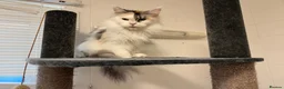Maine Coon cats for sale: Pet Female calio mainecoon  - Advert 8