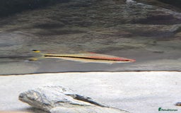 Barbs fish for sale: Dennison barb (Torpedo barb) - Image 2