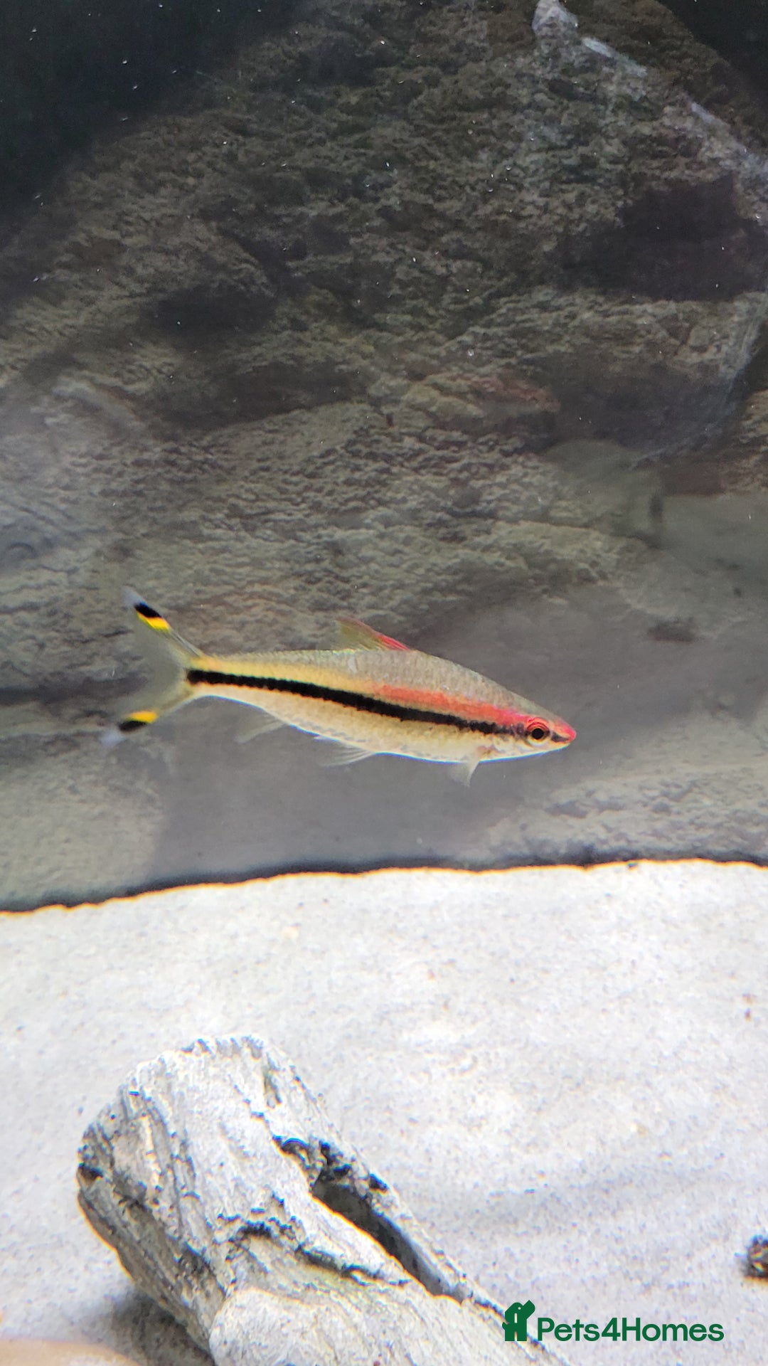 Barbs fish for sale: Dennison barb (Torpedo barb) - Image 2