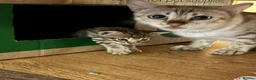 Savannah cats for sale: Male Savannah kitten  - Advert 9