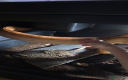 Boa Snake reptiles for sale: Bloody sunset Boa female and full set up and viv - Advert 7