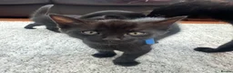 Mixed Breed cats for sale: Bengal Cross Kittens – Ready to Leave - Advert 15