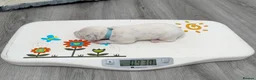 Dalmatian dogs for sale: KC Show Quality Rare LUA Dalmatian Puppies - Advert 16
